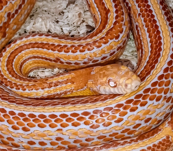 Hamza's Snakes gabonasiklo tenyészet új párzó hímje Dr V.Zoltán álltal.